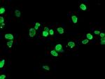 HOXC11 Antibody in Immunocytochemistry (ICC/IF)