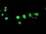 HOXC11 Antibody in Immunocytochemistry (ICC/IF)