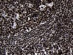 HOXC4 Antibody in Immunohistochemistry (Paraffin) (IHC (P))