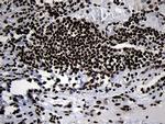 HOXC4 Antibody in Immunohistochemistry (Paraffin) (IHC (P))