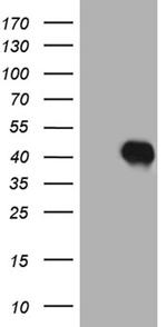 HOXC4 Antibody in Western Blot (WB)