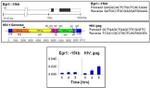 HP1 gamma Antibody in ChIP Assay (ChIP)