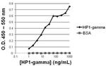 HP1 gamma Antibody in ELISA (ELISA)