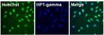 HP1 gamma Antibody in Immunocytochemistry (ICC/IF)