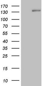 HR Antibody in Western Blot (WB)