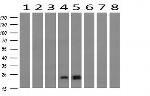 HRAS Antibody in Western Blot (WB)