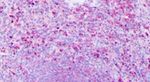 HRH1 Antibody in Immunohistochemistry (Paraffin) (IHC (P))