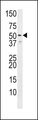 HRH3 Antibody in Western Blot (WB)