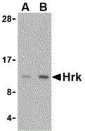 HRK Antibody in Western Blot (WB)
