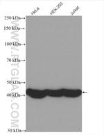 Beta Actin Antibody in Western Blot (WB)