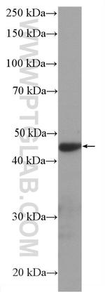 NR2E3 Antibody in Western Blot (WB)