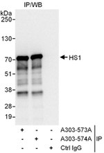 HS1 Antibody in Immunoprecipitation (IP)