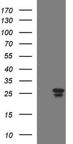 HSCB Antibody in Western Blot (WB)