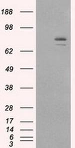 HSP90AB1 (HSP90) Antibody in Western Blot (WB)