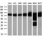 HSP90AB1 (HSP90) Antibody in Western Blot (WB)