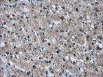 HSPA1A Antibody in Immunohistochemistry (Paraffin) (IHC (P))