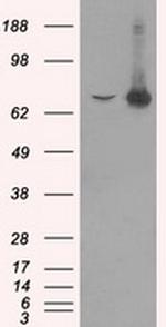 HSPA1A Antibody in Western Blot (WB)