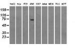 HSPA1A Antibody in Western Blot (WB)