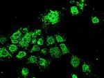 HSPA9 Antibody in Immunocytochemistry (ICC/IF)