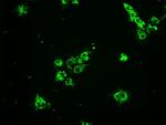 HSPA9 Antibody in Immunocytochemistry (ICC/IF)