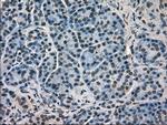 HSPA9 Antibody in Immunohistochemistry (Paraffin) (IHC (P))