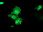 HSPBP1 Antibody in Immunocytochemistry (ICC/IF)