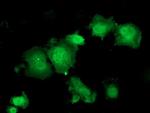 HSPBP1 Antibody in Immunocytochemistry (ICC/IF)