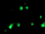 HSPBP1 Antibody in Immunocytochemistry (ICC/IF)