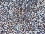 HSPBP1 Antibody in Immunohistochemistry (Paraffin) (IHC (P))