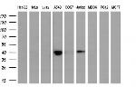 HSPBP1 Antibody in Western Blot (WB)