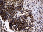 Hsp60 (HSPD1) Antibody in Immunohistochemistry (Paraffin) (IHC (P))