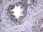 Hsp60 (HSPD1) Antibody in Immunohistochemistry (Paraffin) (IHC (P))