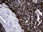 Hsp60 (HSPD1) Antibody in Immunohistochemistry (Paraffin) (IHC (P))