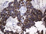 Hsp60 (HSPD1) Antibody in Immunohistochemistry (Paraffin) (IHC (P))