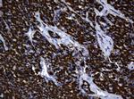 Hsp60 (HSPD1) Antibody in Immunohistochemistry (Paraffin) (IHC (P))