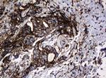 Hsp60 (HSPD1) Antibody in Immunohistochemistry (Paraffin) (IHC (P))