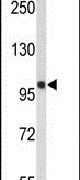 HSP105 Antibody in Western Blot (WB)