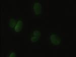 Hex Antibody in Immunocytochemistry (ICC/IF)