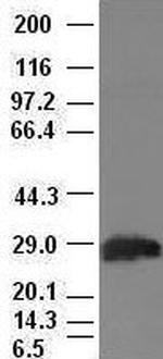 Hex Antibody in Western Blot (WB)