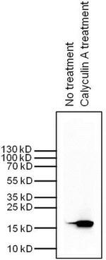 H3K9me2S10ph Antibody in Western Blot (WB)