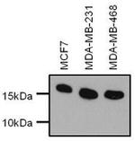 H3K9me2S10ph Antibody in Western Blot (WB)