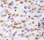 Histone H4 Antibody in Immunohistochemistry (IHC)