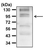 HSP90 beta Antibody in Western Blot (WB)