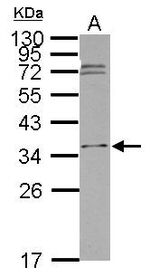 ICMT Antibody in Western Blot (WB)