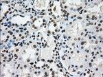 ID3 Antibody in Immunohistochemistry (Paraffin) (IHC (P))