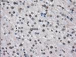 ID3 Antibody in Immunohistochemistry (Paraffin) (IHC (P))