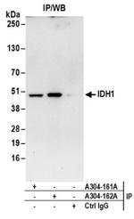 IDH1 Antibody in Western Blot (WB)