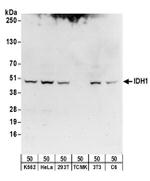 IDH1 Antibody in Western Blot (WB)