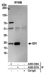 IDI1 Antibody in Western Blot (WB)