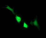 IDO1 Antibody in Immunocytochemistry (ICC/IF)